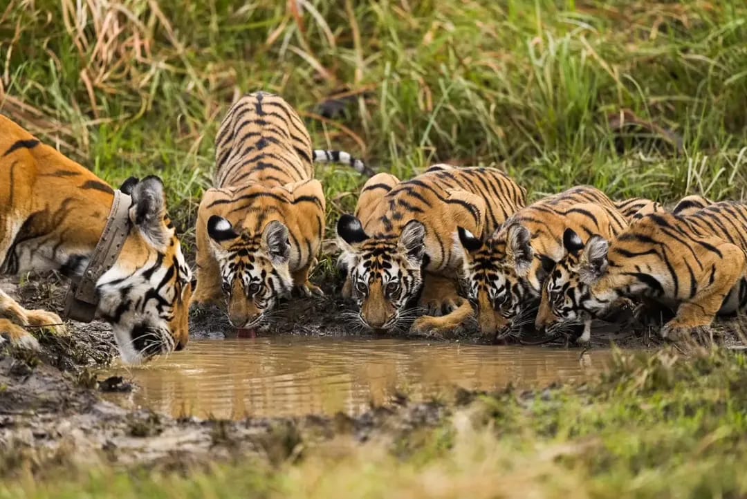 Safari Tour
