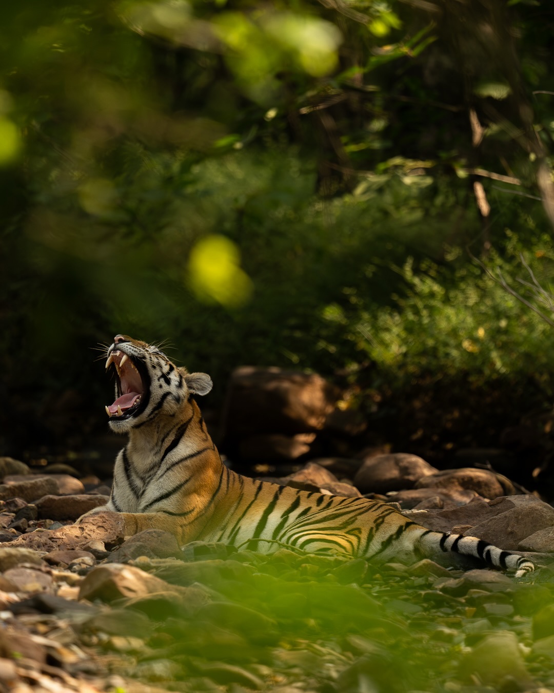 Wildlife and nature experience in Panna