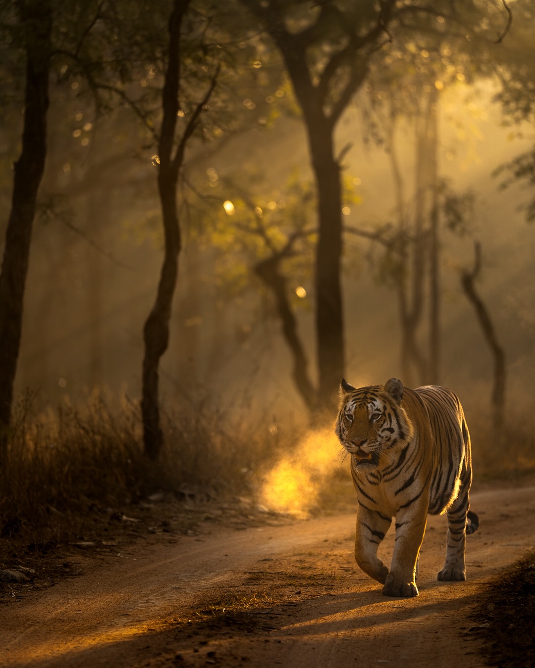 Wildlife and nature experience in Panna