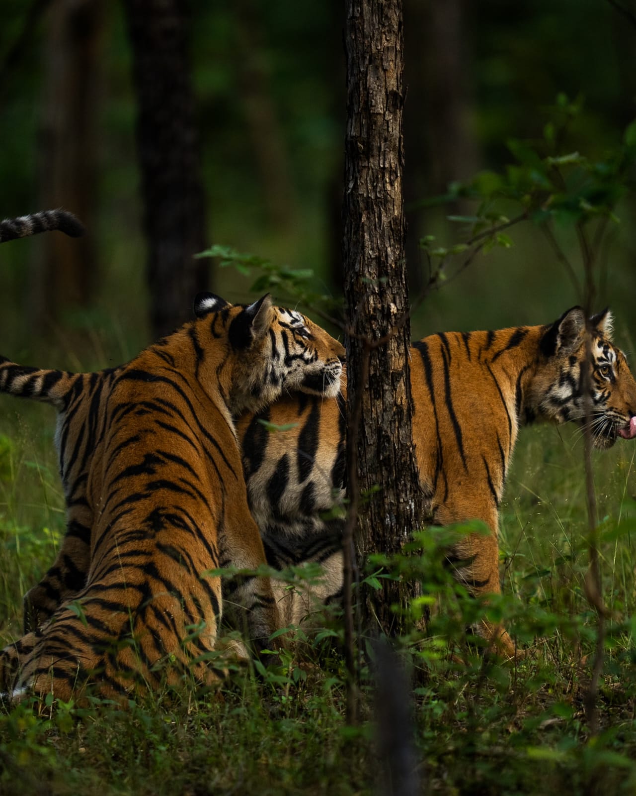 Wildlife and nature experience in Panna